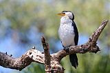 Little Pied Cormorant